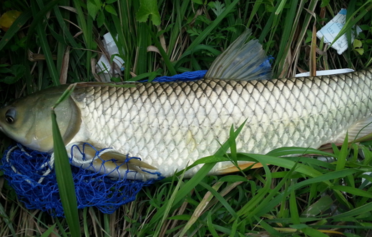 野生草魚多少錢一斤？野生草魚價格