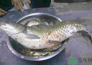 秋天夜釣草魚怎么釣？秋天夜釣草魚技巧