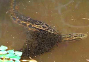 十月份黑魚(yú)好釣嗎？十月份怎么釣黑魚(yú)？