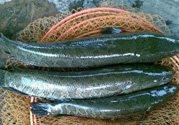 秋季釣黑魚(yú)用什么魚(yú)餌？秋天釣黑魚(yú)用什么餌？