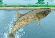 十月份釣青魚好釣嗎？釣青魚什么時(shí)間最好？