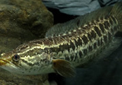 秋天可以釣黑魚(yú)嗎？秋天黑魚(yú)在什么地方？