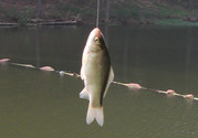 陰天怎么釣魚(yú)？陰天釣魚(yú)技巧