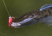 10月份還能釣黑魚(yú)嗎？幾月份釣黑魚(yú)最好？