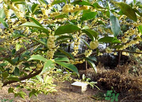 新鮮桂花怎么處理？新鮮桂花怎么保存？