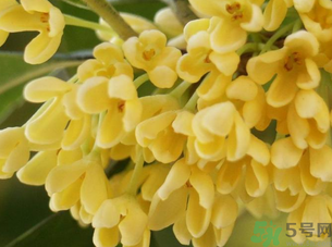 新鮮桂花怎么處理？新鮮桂花怎么保存？