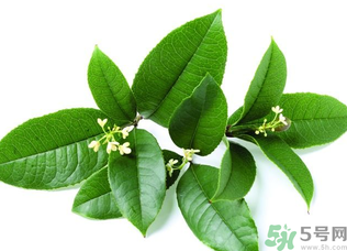 新鮮桂花怎么處理？新鮮桂花怎么保存？