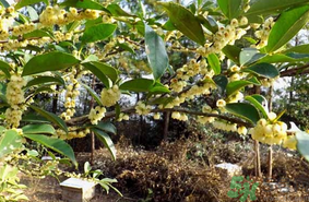 新鮮桂花能吃嗎？新鮮桂花怎么吃？