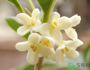 新鮮桂花可以做什么好吃的？新鮮桂花的做法大全