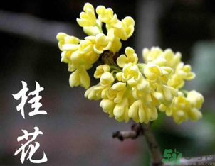 剛摘的桂花怎么處理？桂花摘下來(lái)怎么處理？