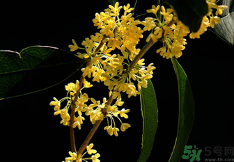 剛摘的桂花怎么處理？桂花摘下來(lái)怎么處理？