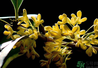 剛摘的桂花怎么處理？桂花摘下來(lái)怎么處理？