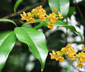 剛摘的桂花怎么清洗？新鮮桂花怎么清洗？