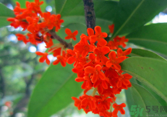 剛摘的桂花怎么清洗？新鮮桂花怎么清洗？