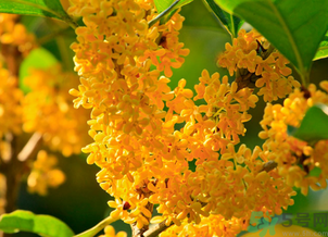 剛摘的桂花怎么清洗？新鮮桂花怎么清洗？