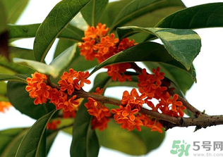 桂花怎么保存？桂花怎么保存香味？