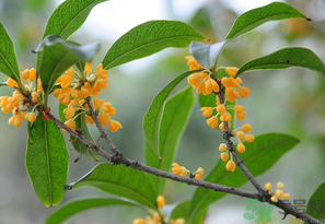 桂花怎么保存？桂花怎么保存香味？