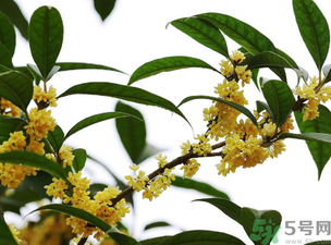 桂花怎么保存？桂花怎么保存香味？