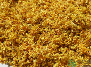  桂花多少錢一斤？桂花多少錢一兩？