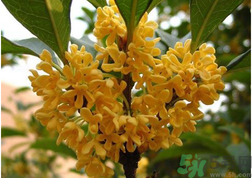 新鮮桂花怎么吃？新鮮桂花的食用方法