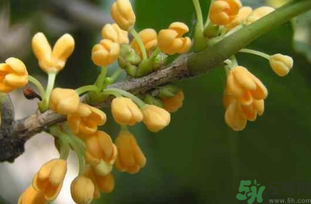剛摘的桂花能吃嗎？剛摘的桂花可以吃嗎？