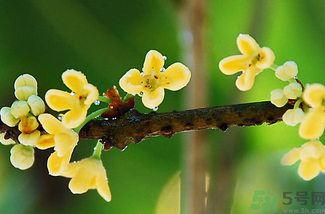 剛摘的桂花能吃嗎？剛摘的桂花可以吃嗎？
