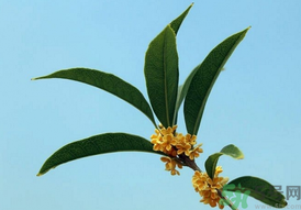 桂花可以做什么？新鮮桂花可以做什么？
