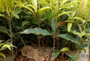 桂花可以做什么？新鮮桂花可以做什么？