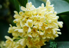 剛摘的桂花有蟲(chóng)怎么辦？干桂花長(zhǎng)蟲(chóng)怎么辦？