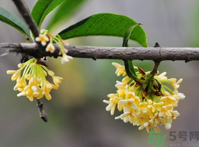 剛摘的桂花有蟲(chóng)怎么辦？干桂花長(zhǎng)蟲(chóng)怎么辦？