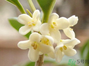 新鮮桂花怎么做干桂花？剛摘的桂花怎么處理成干桂花？