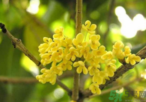 桂花怎么曬干？桂花曬好后可以做什么？