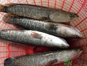 黑魚死了還能吃嗎？死黑魚能吃嗎？