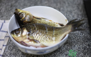 鯽魚死了還能吃嗎？死鯽魚能吃嗎？
