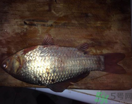 鯽魚死了還能吃嗎？死鯽魚能吃嗎？