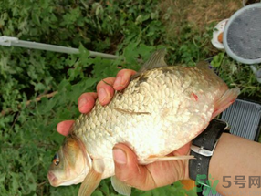 鯽魚死了多久不能吃？剛死的鯽魚能吃嗎？