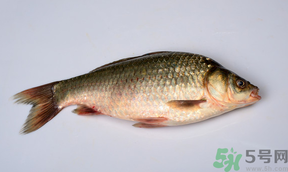 鯽魚死了多久不能吃？剛死的鯽魚能吃嗎？