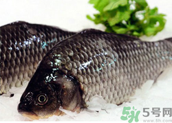 鯽魚死了一夜能吃嗎？鯽魚死了一天能吃嗎？