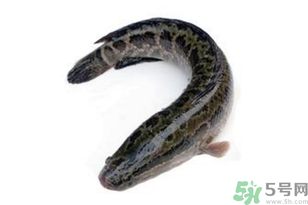 黑魚怎么洗掉身上的粘液？黑魚怎么洗才干凈？