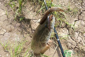 黑魚怎么釣？釣黑魚技巧
