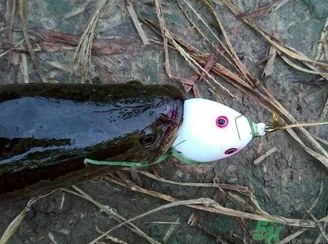 釣黑魚用什么餌？釣黑魚用什么餌最好？