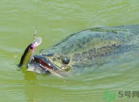 路亞釣黑魚用什么假餌？路亞釣黑魚用什么餌？