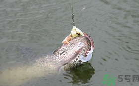 路亞釣黑魚用什么假餌？路亞釣黑魚用什么餌？