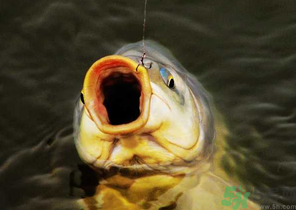 夜釣鯉魚用什么餌料？秋天夜釣鯉魚用什么餌料？