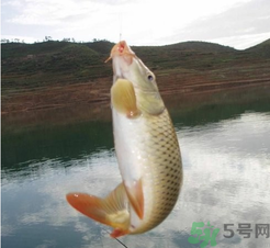 夜釣鯉魚用什么餌料？秋天夜釣鯉魚用什么餌料？