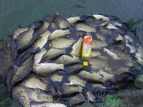 秋天夜釣鯽魚(yú)用什么餌料？秋天夜釣鯽魚(yú)餌料配方