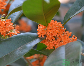 桂花可以做什么食物？桂花可以做什么吃的？