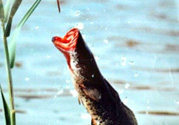黑魚怎么釣？釣黑魚技巧