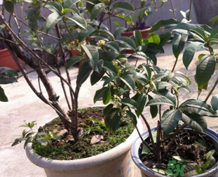 桂花可以做什么？新鮮桂花可以做什么？