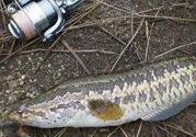 釣黑魚用什么餌？釣黑魚用什么餌最好？